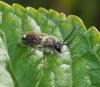 Andrena sp.